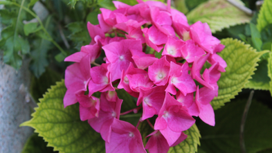 image article hortensia 3.png